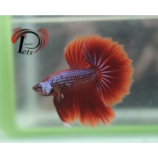 PDEC 2429